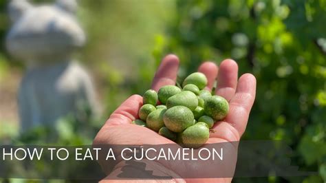 How To Eat A Cucamelon - YouTube