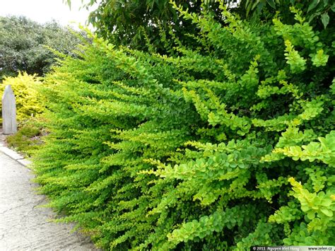 Berberis thunbergii Green Carpet dřišťál Thunbergův