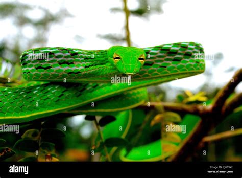 Asian vine snake (Ahaetulla prasina) in a tree, Sumatra Stock Photo - Alamy