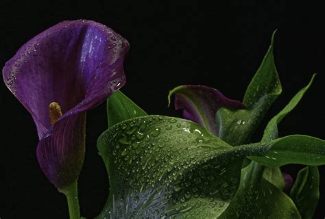 Download Purple Flower Water Drop Close Up Flower Nature Calla Lily 4k