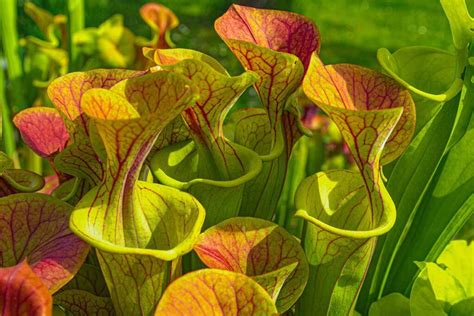 C Mo Cuidar Las Plantas Dormidas En Invierno Mi Diario De Campo