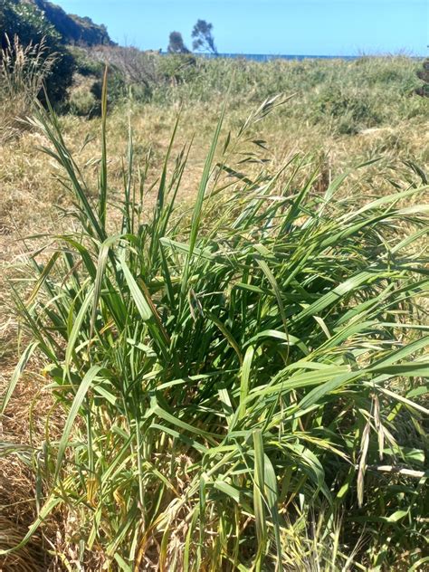 Rescue Brome In November 2023 By Kjell Knable INaturalist