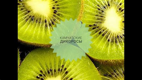 Камчатcкие дикоросы - YouTube