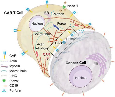 The Car T‐cell Mechanoimmunology At A Glance Li 2020 Advanced