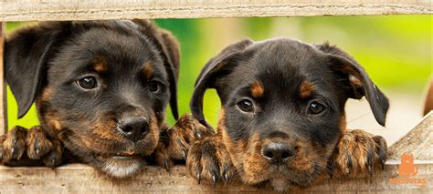 Perros Caracter Sticas Razas Y Cuidados Mascotas Y M S