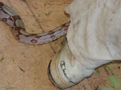 Boa Constrictor Yikes Thinking About Going Up Marios Leg Flickr