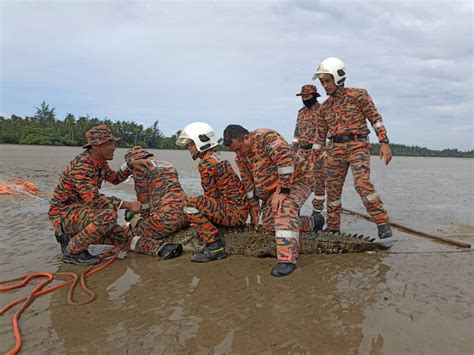 Buaya Sangkut Dalam Pukat Nelayan Di Lundu DayakDaily