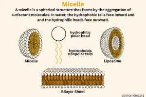 Micelle Definition, Structure, and Function