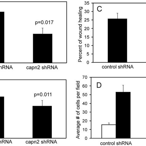 Knockdown Of Calpain 2 In AC2M2 Carcinoma Cells Calpain Expression And