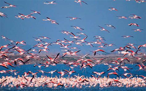 Обыкновенный фламинго – восьмое чудо света. Описание и фото птицы фламинго