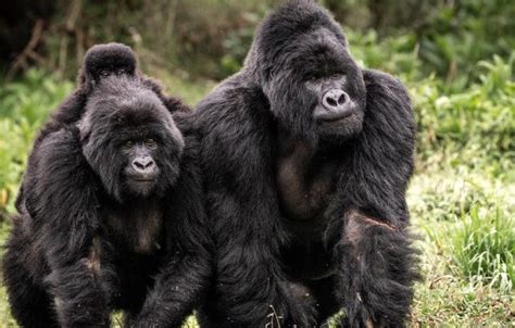 Mountain Gorilla Families in Bwindi Impenetrable National Park | Uganda