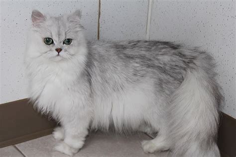 Silver Persian Kitten