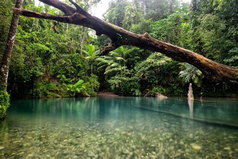 incredible facts   daintree rainforest