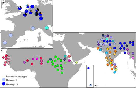 Distribution of 74 haplotypes across the native and invasive range of ... 