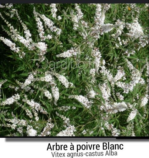 Arbre à poivre blanc Vitex agnus castus alba Jardibo