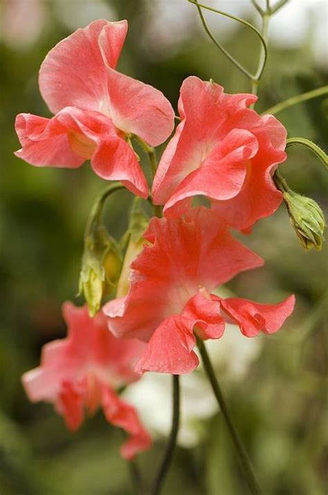 Sangele Voinicului Lathyrus Mazare Dulce Floare Ce Ajunge La M