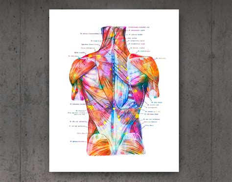 Human Muscular System Anatomy Posters Muscles Structure Print Anatomical Decor Medical Art