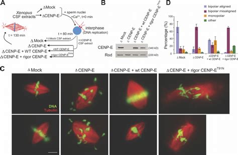 CENP-E motor activity is essential for metaphase chromosome alignment....