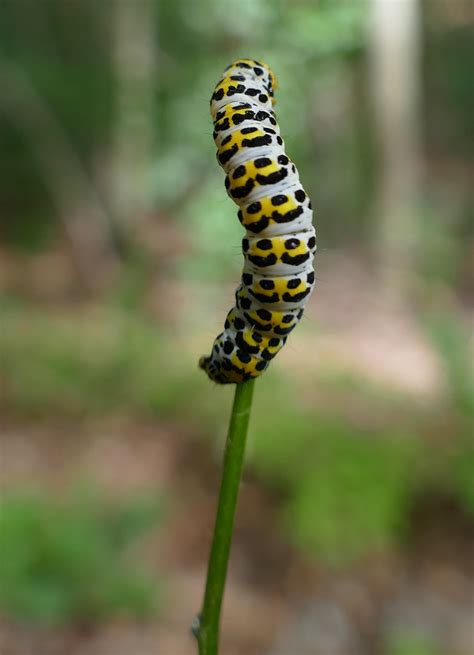 Braunwurzm Nch Cucullia Scrophulariae Raupe Eichenberg Flickr