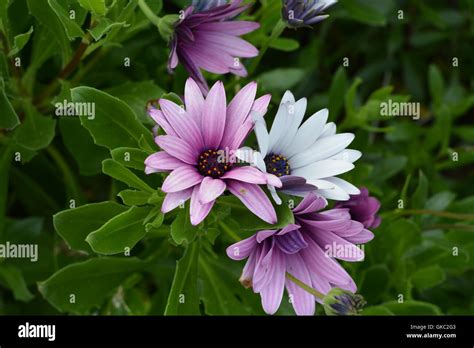 same mother, different father Stock Photo - Alamy