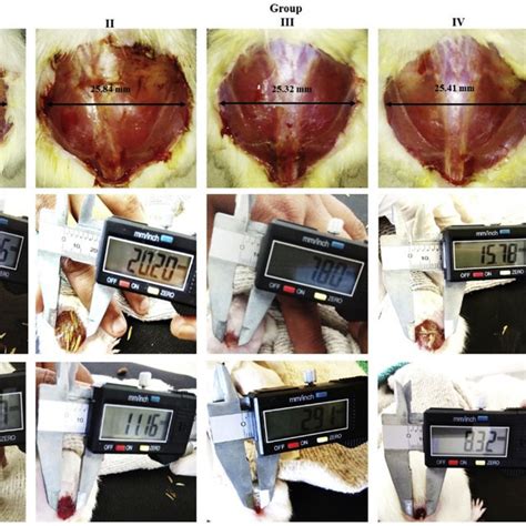 Wound Healing Assessment Of Full Thickness Excision Wounds In Wistar