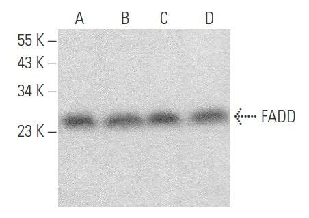 Fadd H Scbt Santa Cruz Biotechnology