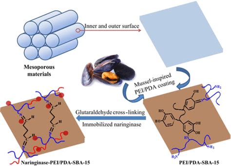 聚乙烯亚胺 多巴胺共沉积方法的贻贝启发的高活性柚皮苷酶固定化的新策略 Acs Omega X Mol
