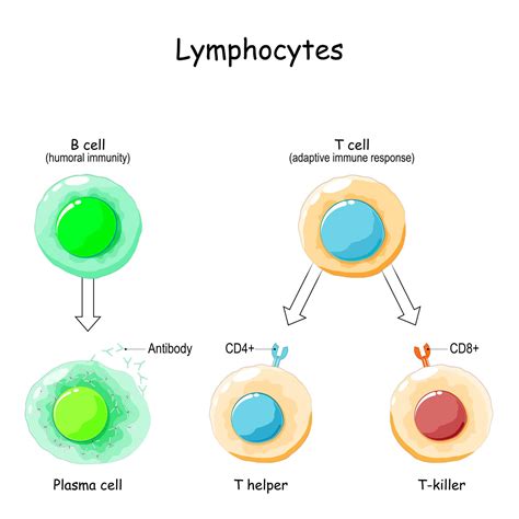 Risposta immunitaria differenza tra immunità innata e acquisita