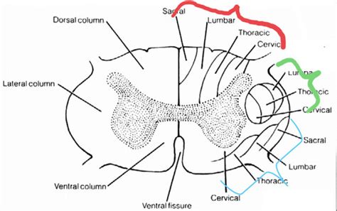 Dr Kraft Spinal Cord PowerPoint Flashcards Quizlet