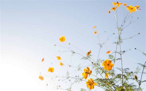 Free flower Mac Wallpapers, iMac Wallpapers, Retina MacBook Pro Wallpapers, MacBook Pro