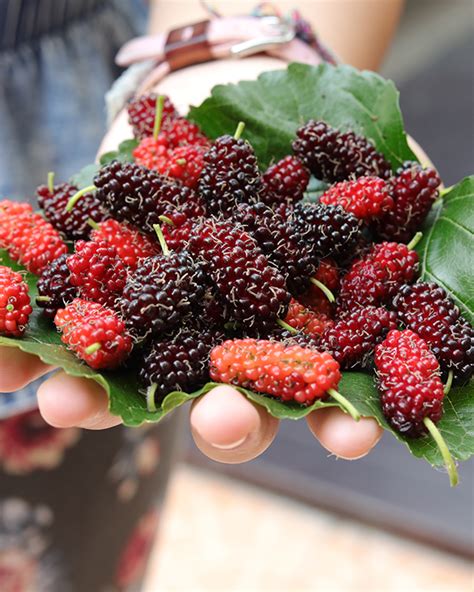 Mulberries Fruit