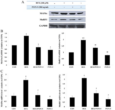 Inhibition Of Murf And Atrogin Mafbx Expression In C C Myotubes