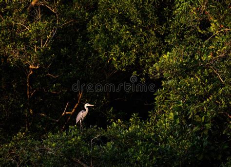 Migration Birds in Wetland Singapore Stock Photo - Image of leaf ...