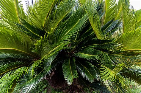 Palm Garden Tui Blue - Free photo on Pixabay - Pixabay