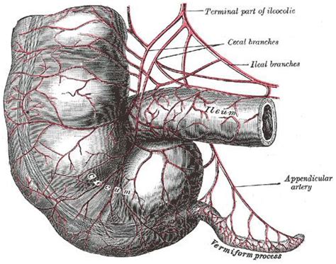 Ileal branch of ileocolic artery - Alchetron, the free social encyclopedia