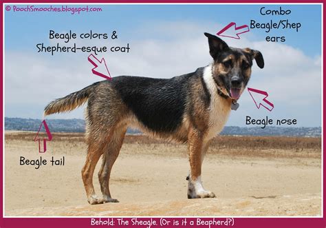 Unique Dog Breeds - Dog Training Home | Dog Types