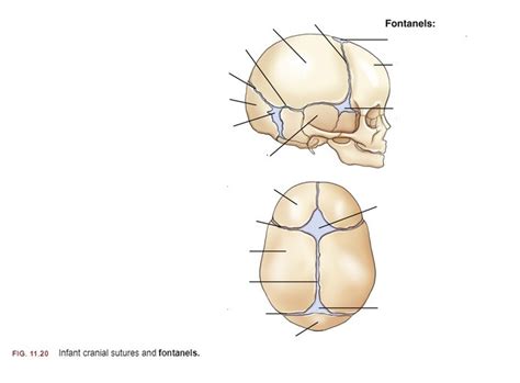 Infant Cranial Sutures Diagram Quizlet