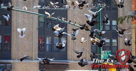 Pigeon Infestation Management The Ex Terminators