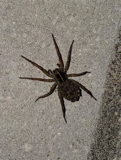 Big Mama Spider In Massachusetts Rwhatsthisbug