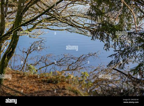 Reflection Of Tree Branches In Water Stock Photo Alamy