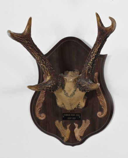 1126: Rare Asian Sambar Deer Antlers,