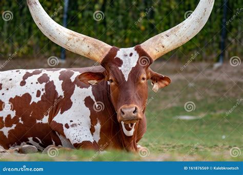 Ankole Longhorn Cattle/ankole Cow with Huge Horns. Stock Image - Image ...