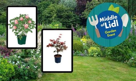 Lidl garden event: The best indoor and outdoor plants you can buy from Middle of Lidl | Express ...