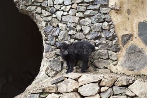 Black baby goat stock photo. Image of animal, production - 116203190