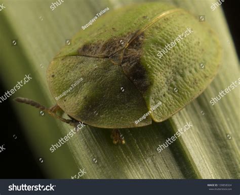 Beetle Armor Stock Photo 139858324 : Shutterstock