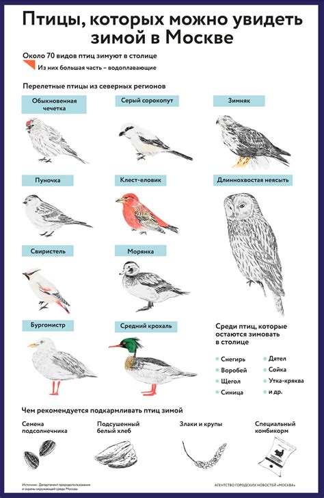 Птицы, которых можно увидеть зимой в Москве - Агентство городских ...