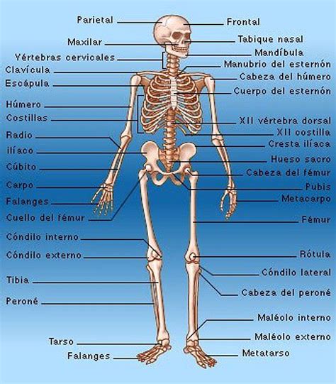 Sistema Óseo ~ Ciencias Naturales