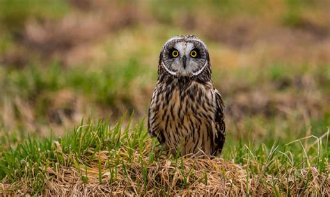 Short-Eared Owl Pictures - AZ Animals