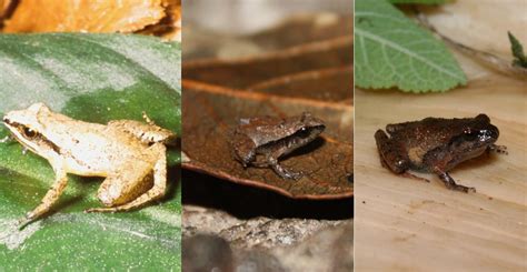 Six Of The Worlds Smallest Frogs Discovered In Mexico Natural