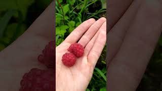Малина Глен Ампл: отзывы, описание сорта, фото, видео, отзывы ...